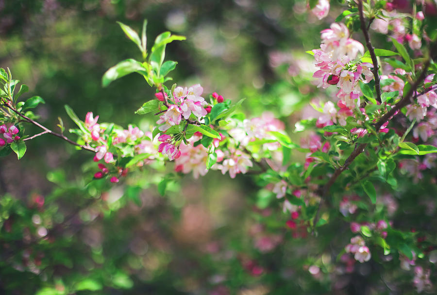 Kaido Crab Apple Photograph by Pany Detmongkhonh - Fine Art America