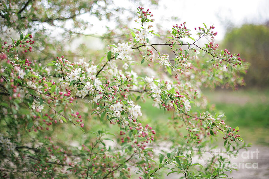 Kaido Crab Apple11 Photograph by Pany Detmongkhonh Fine Art America