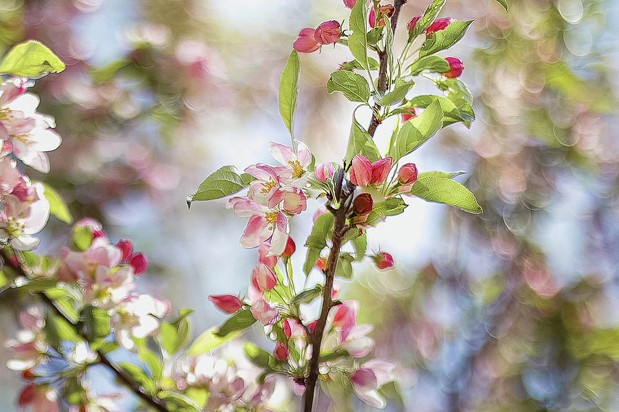 Kaido Crab Apple8 Photograph by Pany Detmongkhonh Pixels