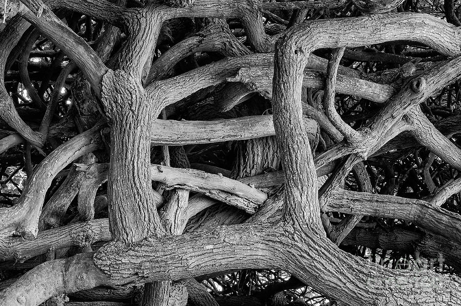 Kailua Beach Has Tree Roots 2 Photograph by Bob Phillips