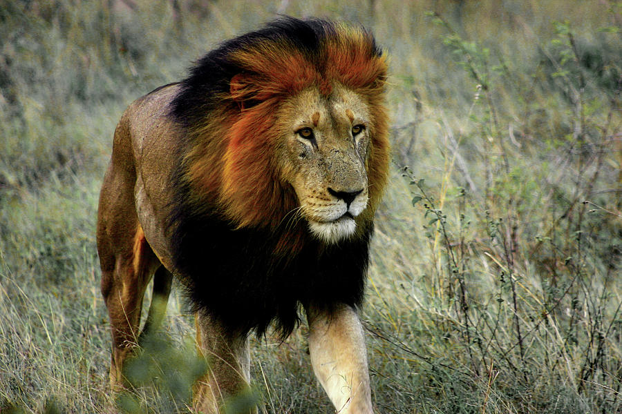 Kalahari King Photograph by Gene Taylor