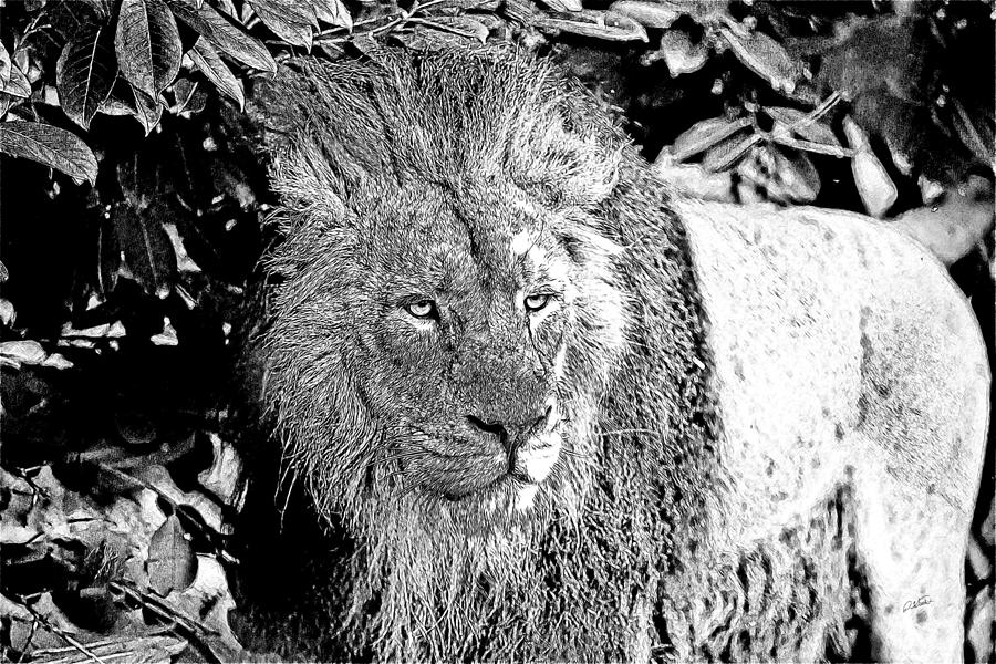 Kalahari Lion -DWP1260872 Drawing by Dean Wittle
