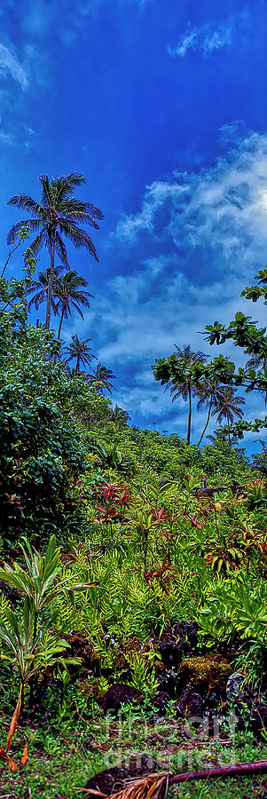 Kalalau Trail Tropical Coastal Kaui Hawaii  Photograph by Tom Jelen