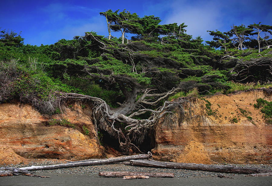 Kalaloch Tree of Life Root Cave, Washington Photograph by Abbie Matthews