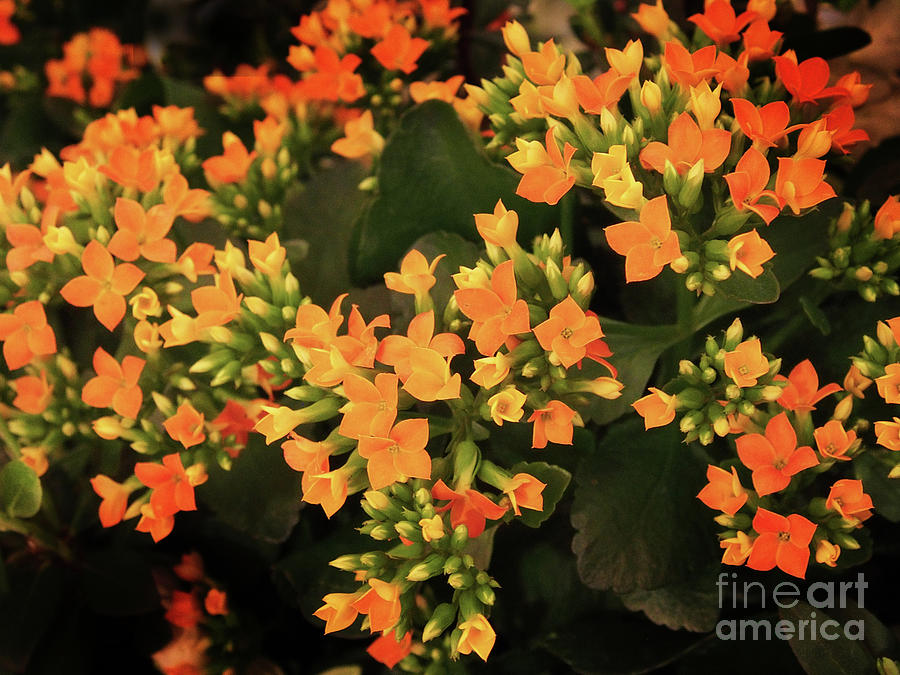 Kalanchoe Flowers x230330-114 Photograph by Dorothy Lee