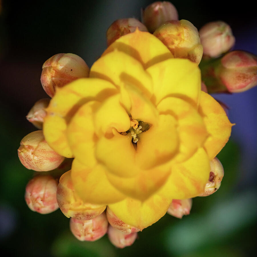 Nature Photograph - Kalanchoe Yellow flowers X105 by Rich Franco