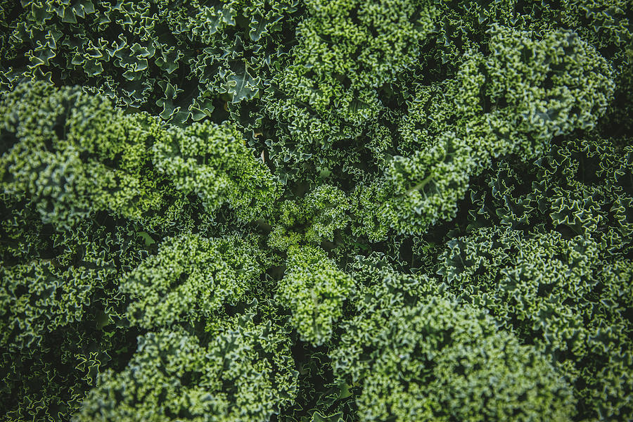 Kale Vegetable Photograph by Sorendls
