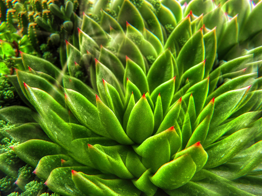 Kaleidoscope  Cactus Photograph by Kelly Larson