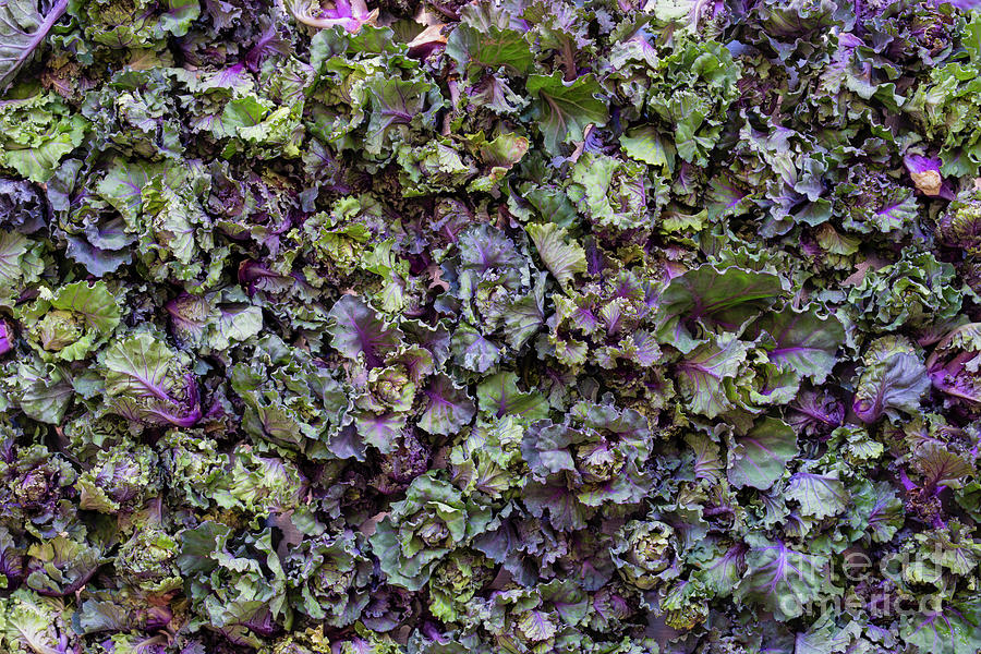 Kalettes Photograph by Tim Gainey