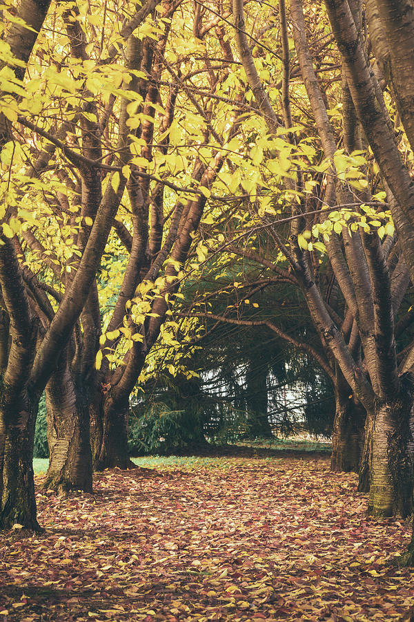 Kalmback Memorial Park - Autumn Kwanzan Cherry Trees Photograph by Jason Fink