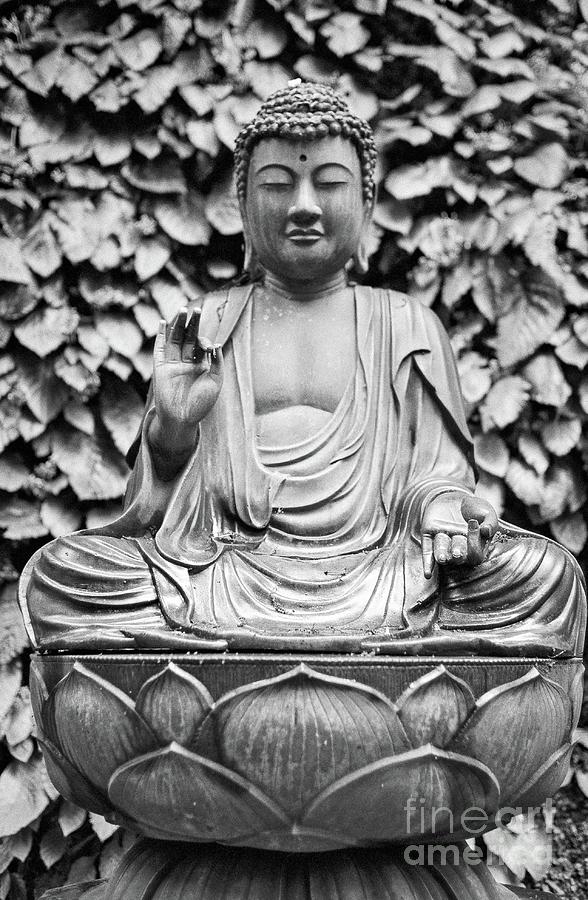 Kamakura Buddha IX Photograph by Dean Harte