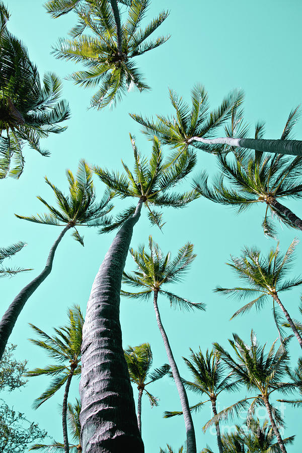 Kamaole Coconut Palms Photograph by Sharon Mau