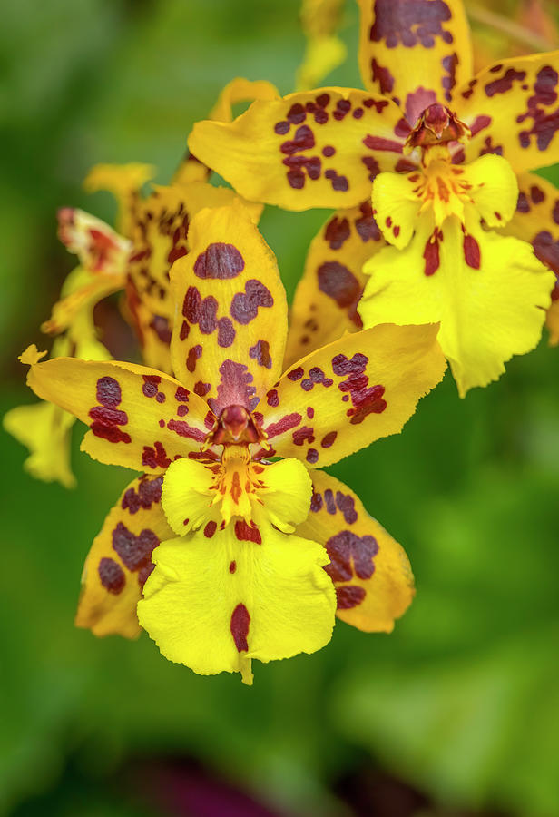 Kandyan Dancer Orchids Photograph by Teresa Wilson