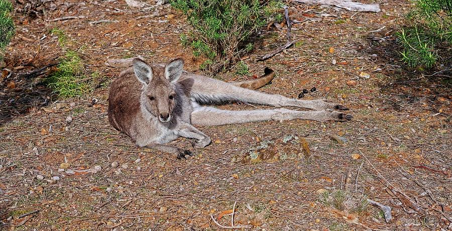 Kangaroo Photograph - Kangaroo, Canberra, Australia #2 by Steven Ralser