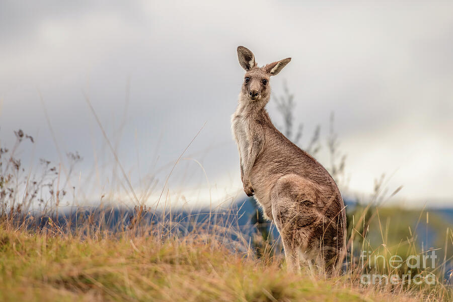 Kangaroo 2 Photograph by Werner Padarin Kangaroo 2 Photograph by Werner Padarin