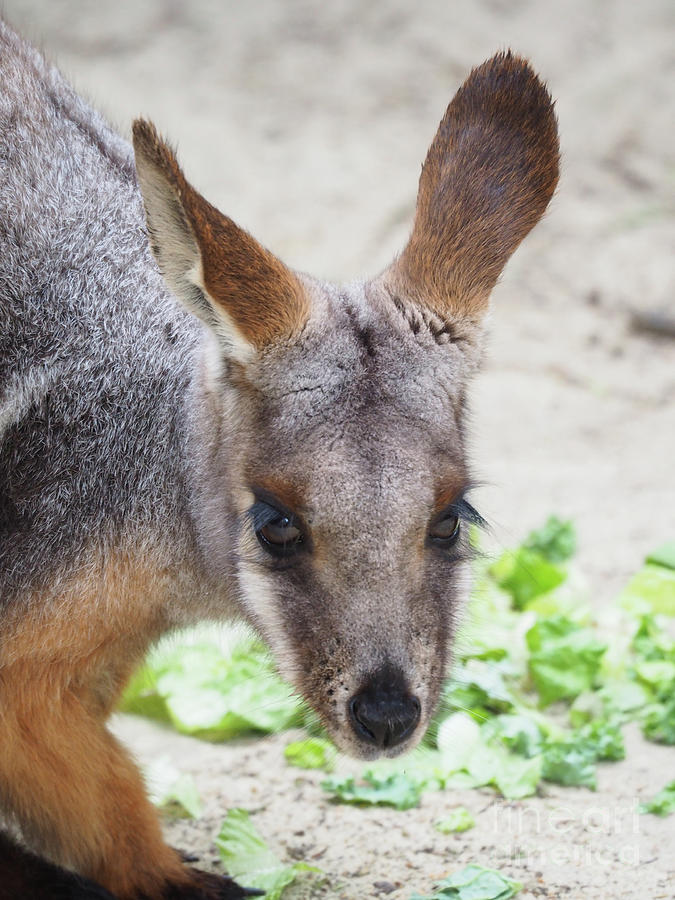 Kangaroo Photograph by Adrienne Franklin - Fine Art America