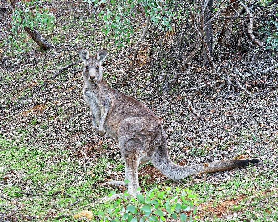 Kangaroo, Canberra, Austrlalia Photograph by Steven Ralser