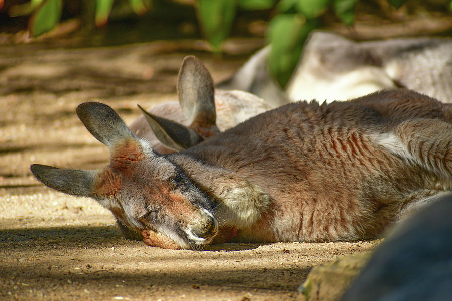 Kangaroo Photograph by Dominador Kebeng - Fine Art America