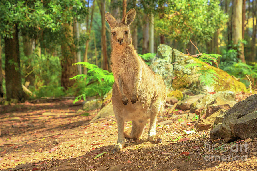 Kangaroo In A Forest Photograph by Benny Marty