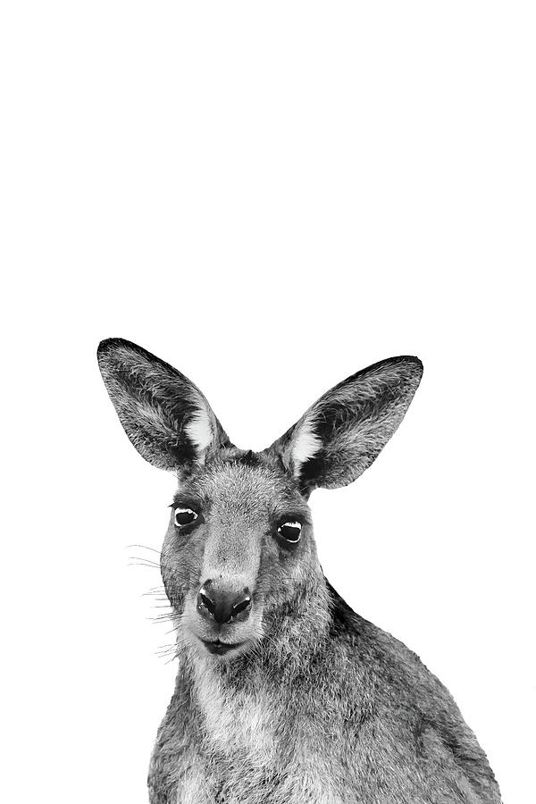 Kangaroo Jack Photograph by Az Jackson