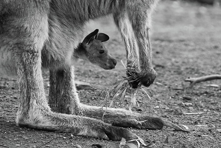 Kangaroo Photograph - Kangaroo Joey by Camilla Brattemark