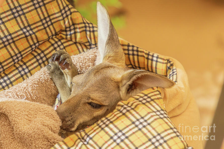 Kangaroo joey in pet bed Photograph by Benny Marty