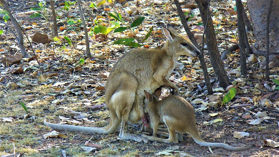 Kangaroo Mama Feeding Little Joey Photograph