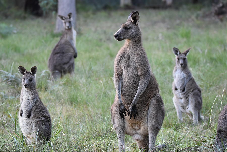 Kangaroo mob Photograph by Stephen Adgate | Fine Art America