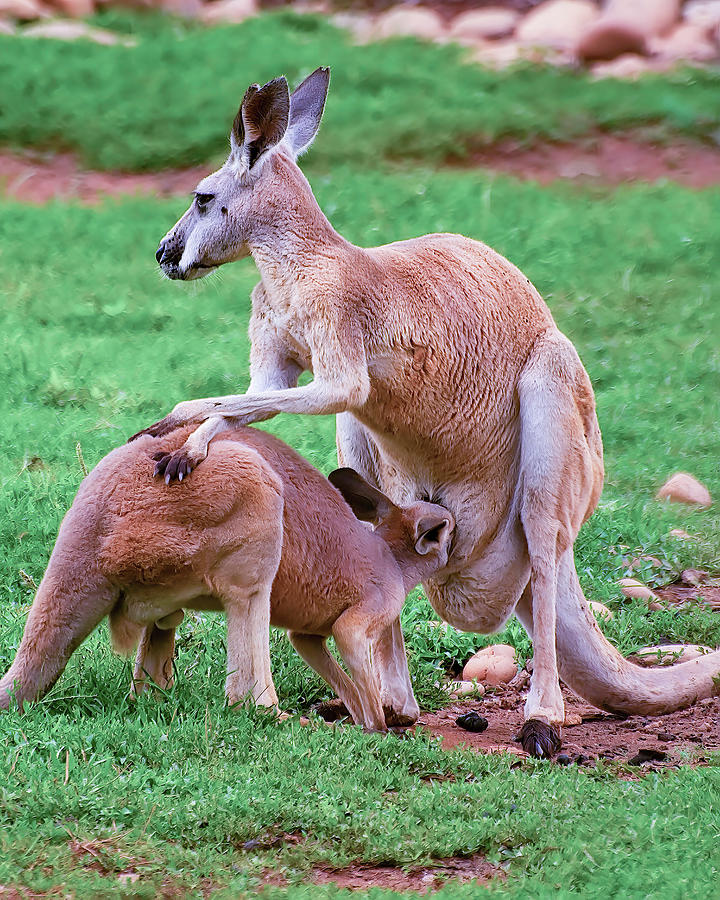 Kangaroo nursing its Joey Photograph by Flees Photos