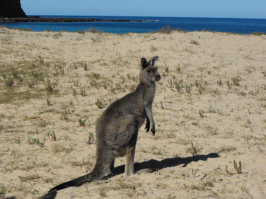 Kangaroo On Beach Photograph by Marlene Challis