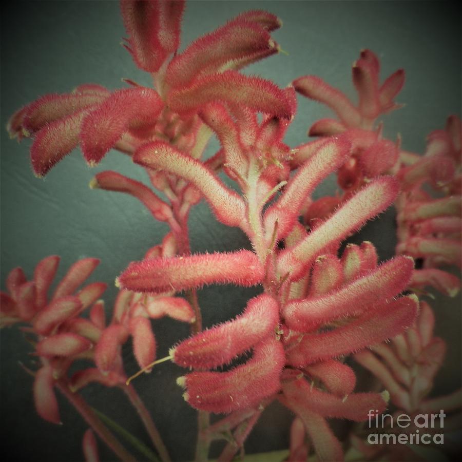 Kangaroo Paw Plant Photograph by Julie Grimshaw