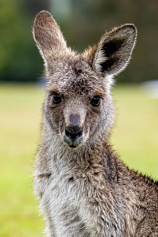 Kangaroo Portrait  Photograph by Rick Nelson