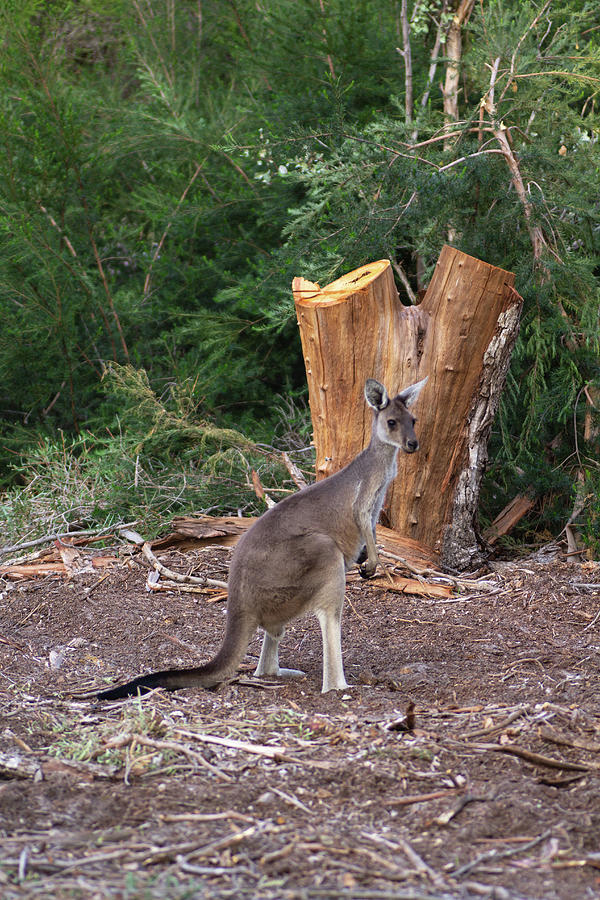 Kangaroo Portrait Photograph by Tania Read
