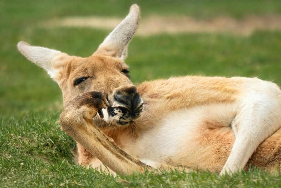 Kangaroo posing very much like a human Photograph by Smileus
