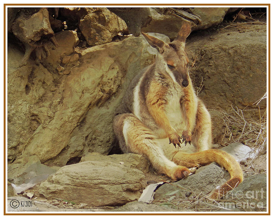 Kangaroo resting Photograph by Klaus Jaritz