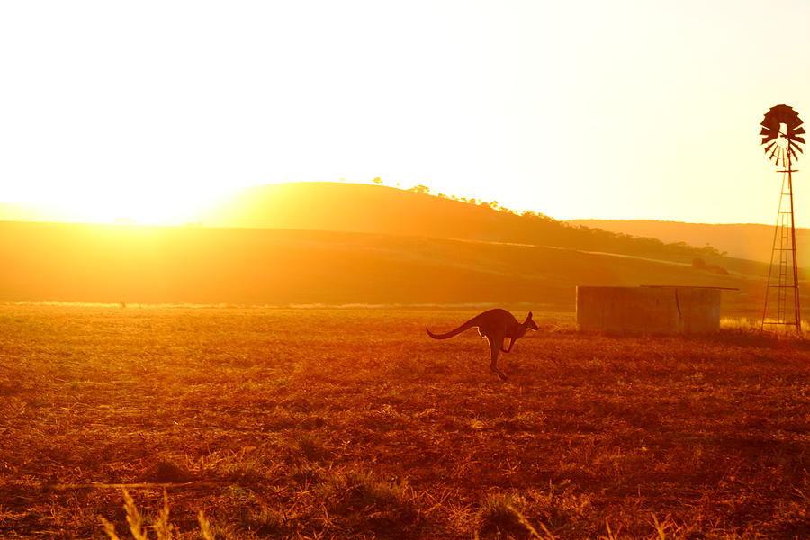 Kangaroo Photograph by Tim Phillips Photos