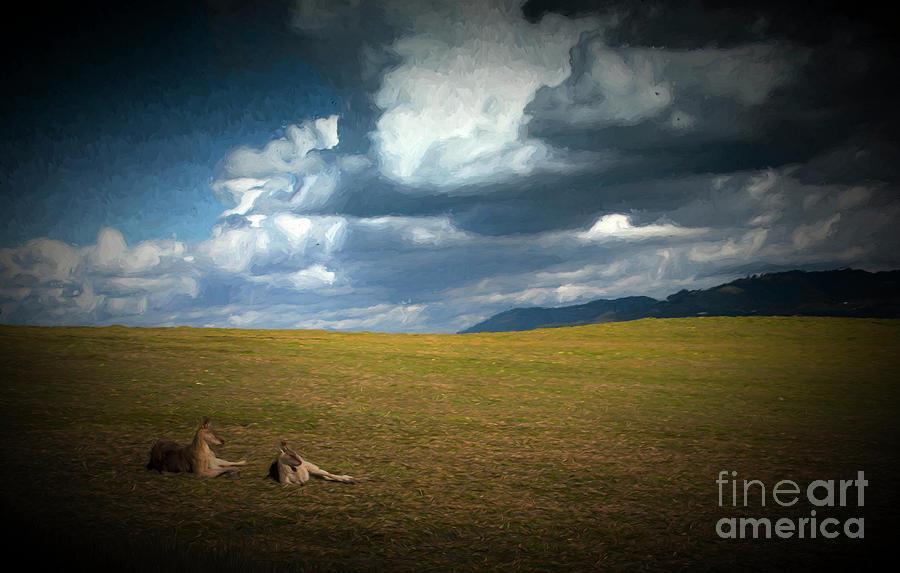 Kangaroos and approaching storm Photograph by Sheila Smart Fine Art Photography