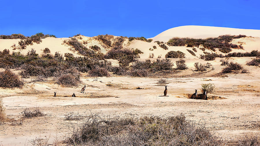 Kangaroos Digging - Mungo National Park Photograph by Lexa Harpell