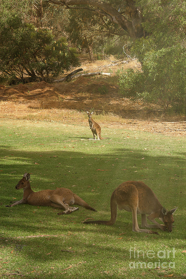 Kangaroos Photograph by Elaine Teague