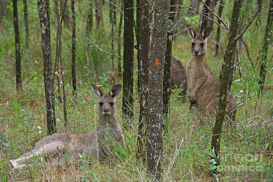 Kangaroos in the Wild Australia Nature Photograph by Kaye Menner