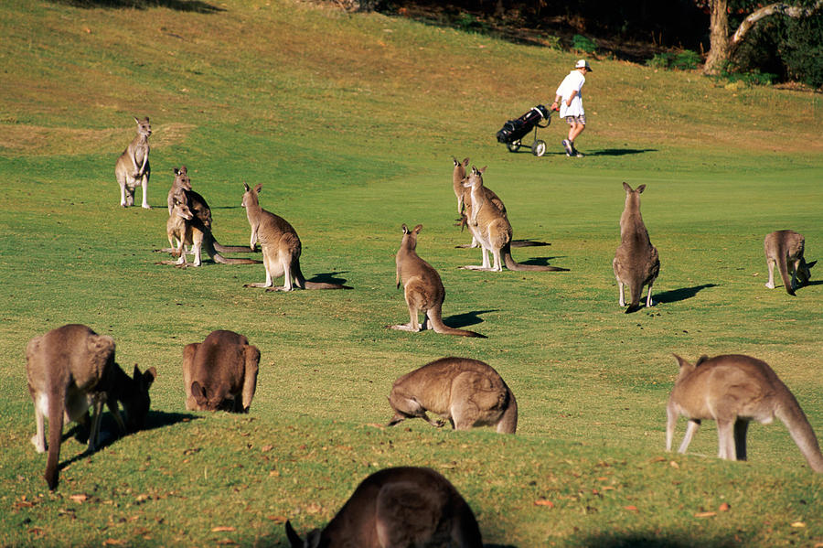 Kangaroos On Golf Course, Victoria, Australia Photograph by John W Banagan