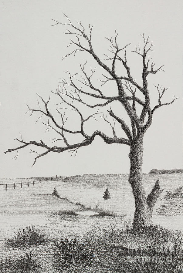 Kansas Flint Hills and tree Drawing by Garry McMichael