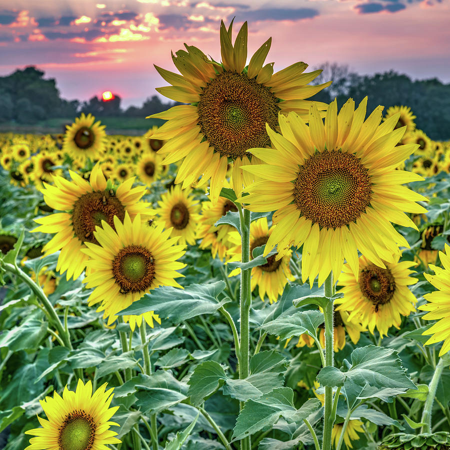 Kansas Summer Sunflower Sunset Photograph by Gregory Ballos - Fine Art ...