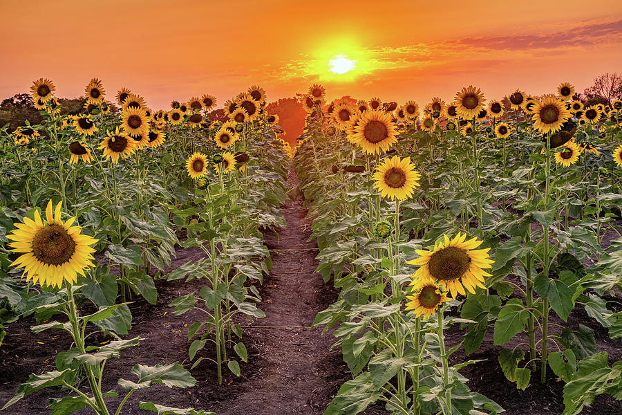 Kansas Sun And Sunflower Field Photograph by Gregory Ballos