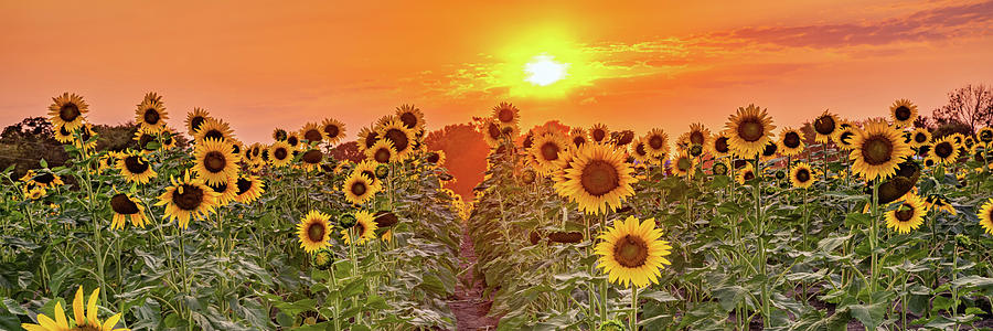 Kansas Sunflower Farm Panorama Photograph