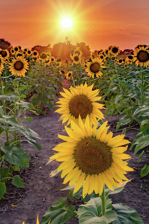 Kansas Sunflower Field Photograph by Gregory Ballos - Fine Art America