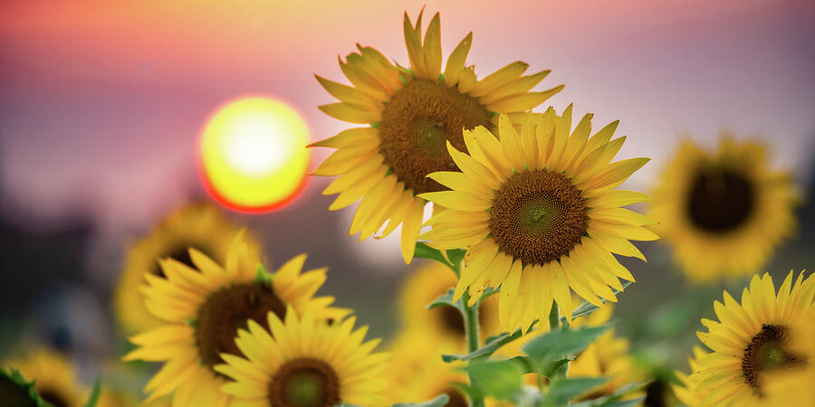 Kansas Sunflower Sunset Panorama Photograph by Gregory Ballos