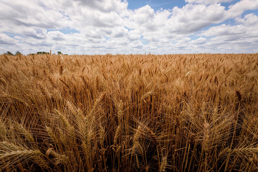 Kansas Wheat Field Photograph by Scott Bean