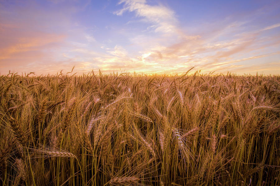 Kansas Wheat by Scott Bean Kansas Wheat by Scott Bean