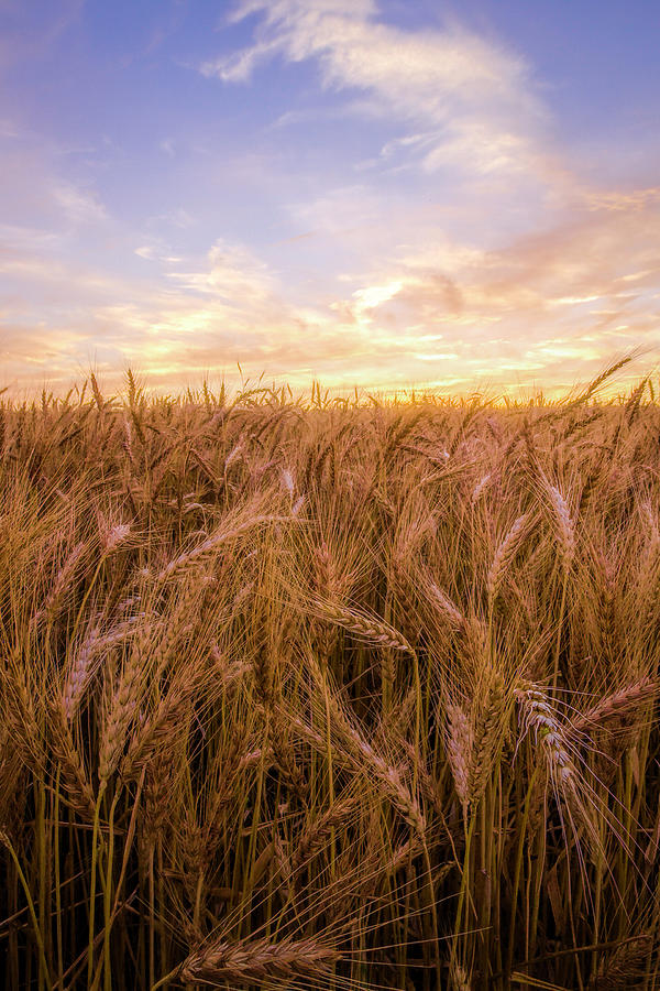 Kansas Wheat Vertical Photograph